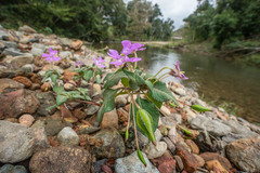 Impatiens eberhardtii