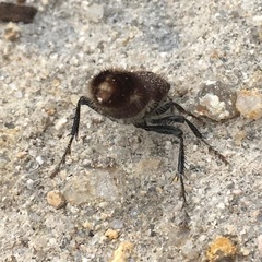 Ephutomorpha ferruginata