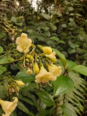 Macrocarpaea macrophylla