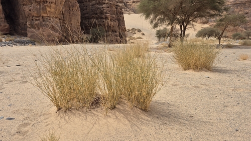 desert grass (Panicum turgidum)