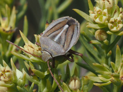 Theloris costata
