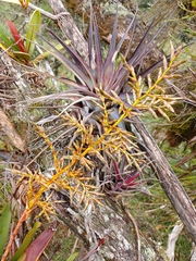 Cipuropsis asplundii (Cipuropsis asplundii)