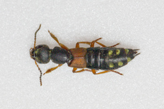 Staphylinus erythropterus