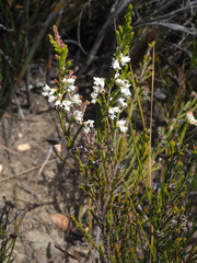 Erica pseudocalycina