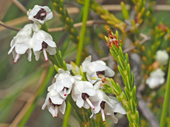 Erica pseudocalycina
