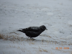 Melanocorypha yeltoniensis