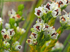 Erica pseudocalycina