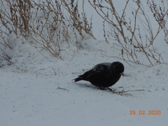 Melanocorypha yeltoniensis
