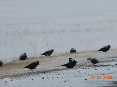 Melanocorypha yeltoniensis