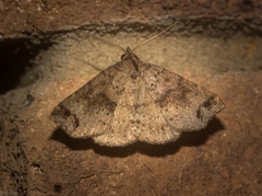 Lithilaria proestans