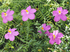 Chironia melampyrifolia