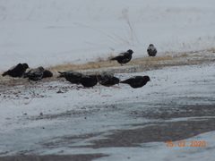 Melanocorypha yeltoniensis