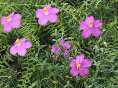 Chironia melampyrifolia