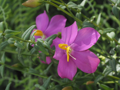 Chironia melampyrifolia