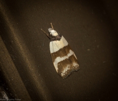 Eulechria triferella