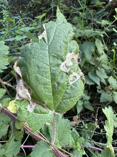 Unknown species found near University, Riverside, CA 92507, USA