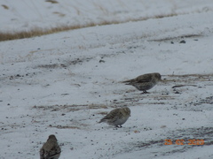 Melanocorypha yeltoniensis