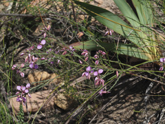Polygala microlopha