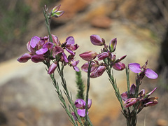 Polygala microlopha