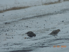 Melanocorypha yeltoniensis