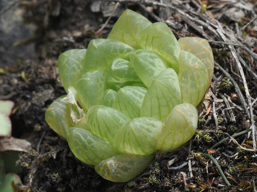 Haworthia transiens