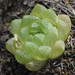 Balloon Haworthia - Photo (c) Felix Riegel, some rights reserved (CC BY-NC), uploaded by Felix Riegel