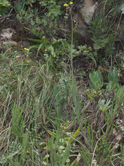 Crassothonna cacalioides