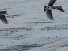 Melanocorypha yeltoniensis