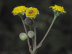 Crassothonna cacalioides