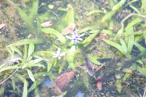 Heteranthera zosterifolia