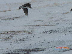 Melanocorypha yeltoniensis