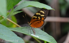 Mechanitis polymnia lycidice