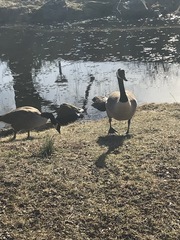 Branta canadensis