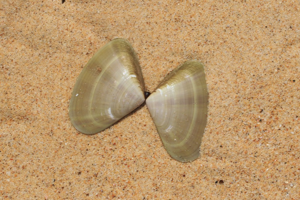 Common Pipi from Bundagen NSW 2454, Australia on February 21, 2020 at ...