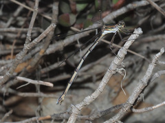 Chlorolestes tessellatus