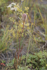 Lilium pumilum