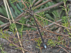 Chlorolestes tessellatus