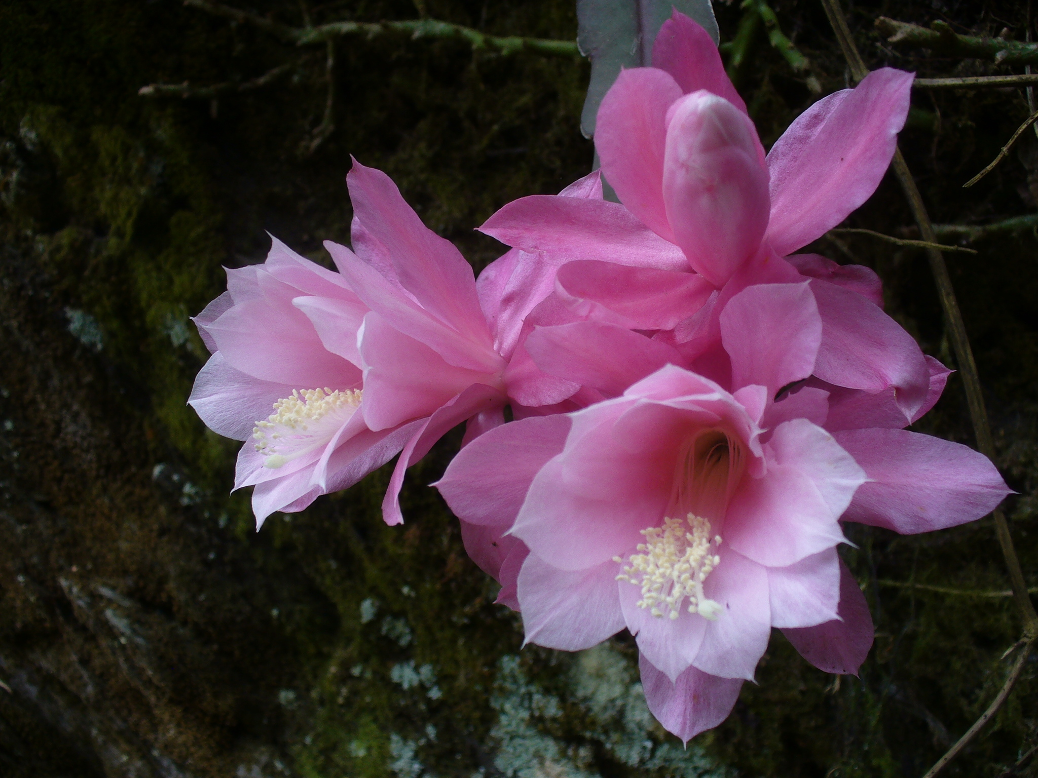 Disocactus phyllanthoides