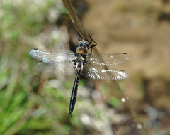 Helocordulia selysii