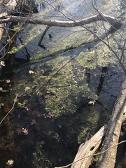 Bryophyta