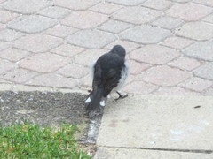 Eopsaltria georgiana