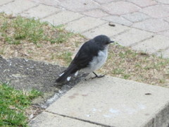 Eopsaltria georgiana