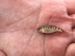 Cyprinodon rubrofluviatilis