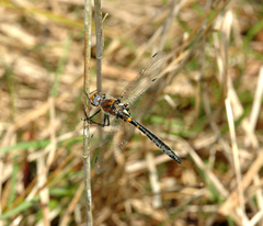 Helocordulia selysii