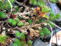 Selaginella hansenii