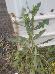 Lactuca serriola