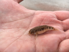 Cyprinodon rubrofluviatilis