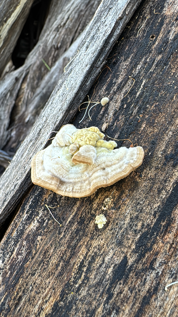 Trametes betulina · March 2026 · photo: © ghwada (iNaturalist, cc-by)