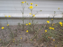 Senecio glaucus