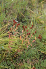 Hypericum attenuatum